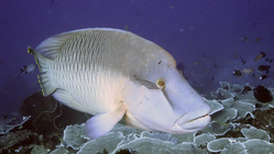 Cheilinus undulatus NapoleonWrasse INTERMEDIATE DMS