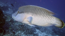 Cheilinus undulatus NapoleonWrasse INTERMEDIATE1 DMS