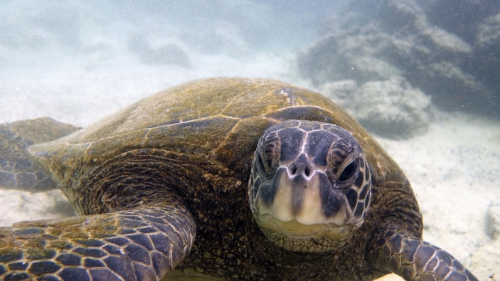 Chelonia mydas agassizii BlackSeaTurtle DMS Chelonia mydas agassizii BlackSeaTurtle DMS