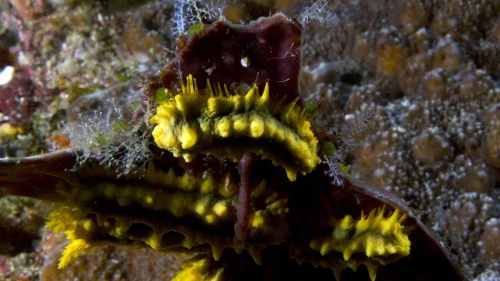Colochirus robustus YellowSeaCucumber DMS Colochirus robustus YellowSeaCucumber DMS