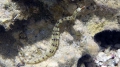 Syngnathiformes