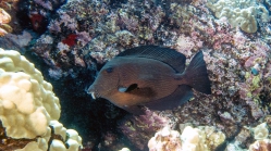 Ctenochaetus hawaiiensis HawaiianBristletooth DMS