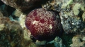 Asteroidea (starfish)