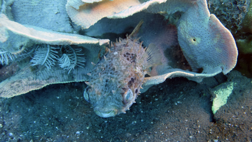Cyclichthys orbicularis OrbicularBurrfish1 DMS Cyclichthys orbicularis OrbicularBurrfish1 DMS