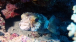 Tetraodontiformes