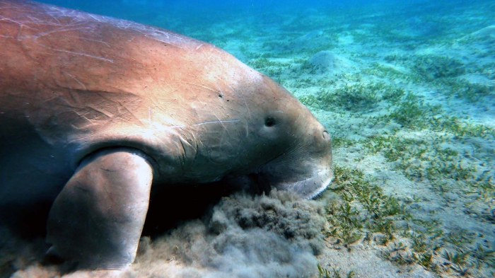 Dugong red sea DMS