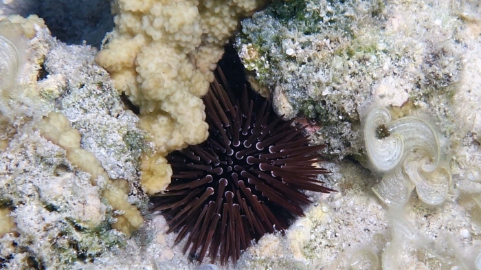 Echinometra mathaei Math sea urchin DMS Echinometra mathaei Math sea urchin DMS