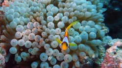 Entacmaea quadricolor Amphiprion bicinctus DMS