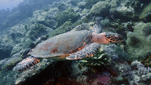 Eretmochelys imbricata HawksbillSeaTurtle DMS Eretmochelys imbricata HawksbillSeaTurtle DMS