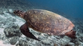 Eretmochelys imbricata HawksbillSeaTurtle2 DMS