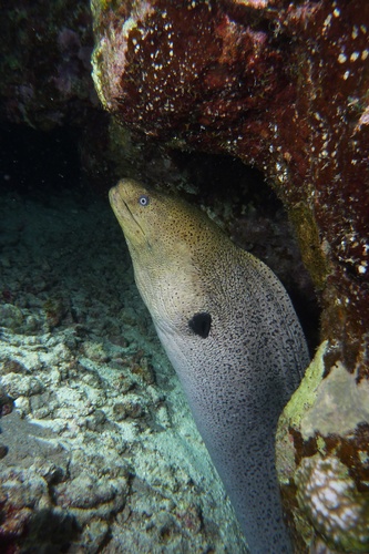 giant moray Gymnothorax javanicus2 DMS giant moray Gymnothorax javanicus2 DMS