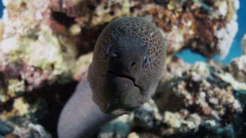 giant moray Gymnothorax javanicus5 DMS giant moray Gymnothorax javanicus5 DMS