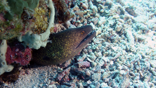 Gymnothorax flavimarginatus YellowEdgedMoray DMS Gymnothorax flavimarginatus YellowEdgedMoray DMS
