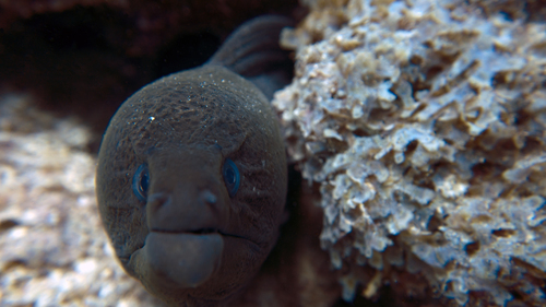 Gymnothorax javanicus GiantMoray macro DMS Gymnothorax javanicus GiantMoray macro DMS