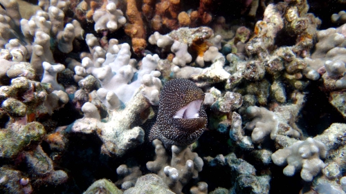 Gymnothorax melagris WhiteMouthMoray2 DMS Gymnothorax melagris WhiteMouthMoray2 DMS