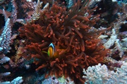 Heteractis magnifica1 DMS, author: ReefLifeApps.com