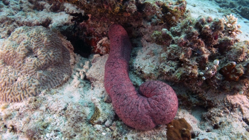 Holothuria (Halodeima) edulis EdibleSeaCucumber DMS Holothuria (Halodeima) edulis EdibleSeaCucumber DMS