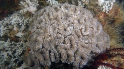 Lobophyllia corymbosa DMS