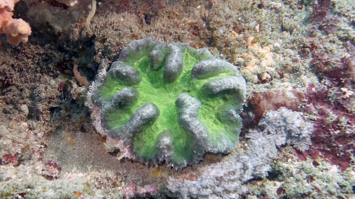 Lobophyllia hataii DMS