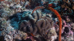 Lobophyllia hemprichii DMS