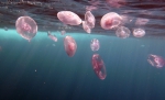 Scyphozoa (jelly fish)