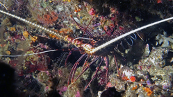 Panulirus versicolor PaintedSpinyLobster DMS