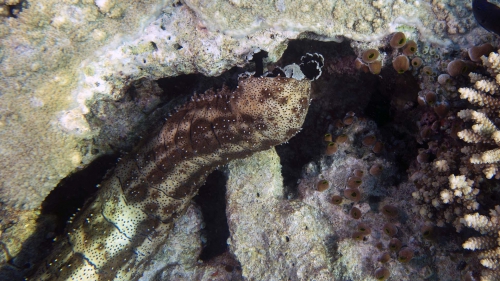 Pearsonothuria graeffei GraeffesSeaCucumber DMS Pearsonothuria graeffei GraeffesSeaCucumber DMS