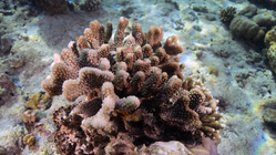 Pocilliopora meandrina MeanderingCoral DMS