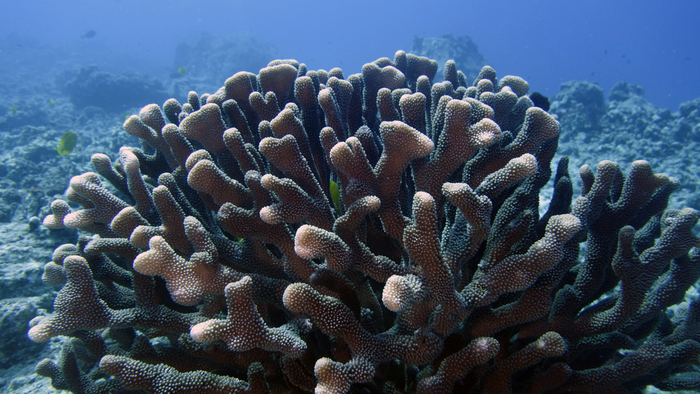 Pocillopora eydouxi AntlerCoral DMS