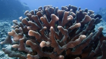 Pocillopora eydouxi AntlerCoral1 DMS, author: ReefLifeApps.com
