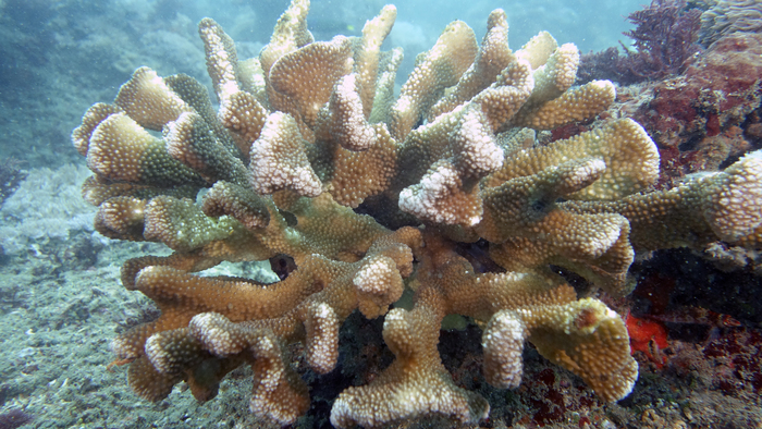 Pocillopora eydouxi DMS