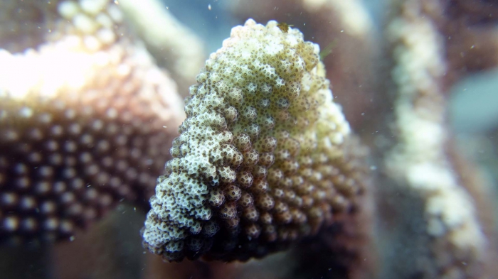 Pocillopora eydouxi1 DMS