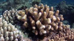 Pocillopora meandrina MeanderingCoral1 DMS