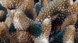 Pocillopora meandrina MeanderingCoral4 DMS