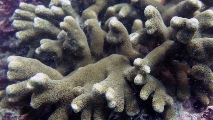 Porites cylindrica DMS