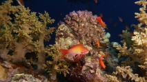 Pseudanthias squamipinnis Sea goldie DMS, author: ReefLifeApps.com