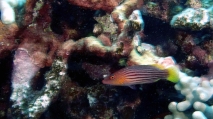 Pseudocheilinus octotaenia EightlineWrasse DMS, author: ReefLifeApps.com