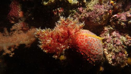 Pseudocolochirus violaceus RedSeaApple DMS Pseudocolochirus violaceus RedSeaApple DMS