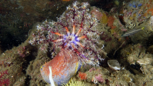 Pseudocolochirus violaceus RedSeaApple6 DMS Pseudocolochirus violaceus RedSeaApple6 DMS
