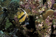 Red Sea Bannerfish Heniochus intermedius4 DMS, author: ReefLifeApps.com