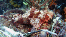 Scorpaena oxycephala SmallScaleScorpionfish1 DMS, author: ReefLifeApps.com