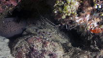 Stenopus hispidus BandedBoxerShrimp DMS, author: ReefLifeApps.com