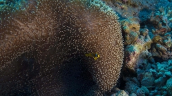 Stichodactyla mertensii Amphiprion bicinctus DMS