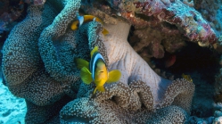 Stichodactyla mertensii Amphiprion bicinctus1 DMS