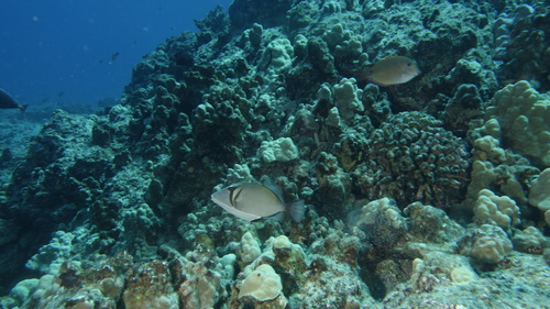 Sufflamen bursa ScytheTriggerfish1 DMS Sufflamen bursa ScytheTriggerfish1 DMS