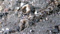 Synapta maculata SpottedWormSeaCucumber1 DMS