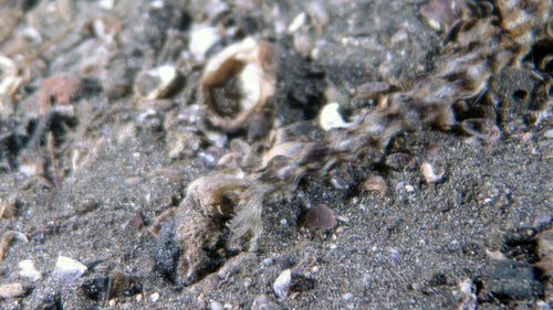 Synapta maculata SpottedWormSeaCucumber1 DMS Synapta maculata SpottedWormSeaCucumber1 DMS