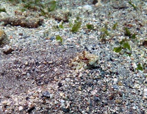 Synodus variegatus Variegated lizardfish1 DMS Synodus variegatus Variegated lizardfish1 DMS