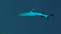 Elasmobranchii