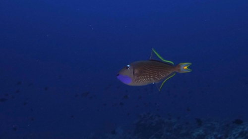 Xanthichthys auromarginatus GildedTriggerfish DMS Xanthichthys auromarginatus GildedTriggerfish DMS